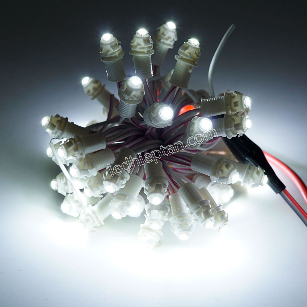 LED F5 12v TRẮNG